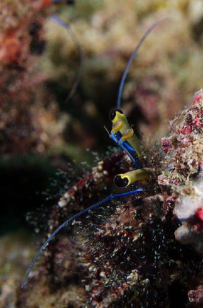 Hiding Hermit Crab
