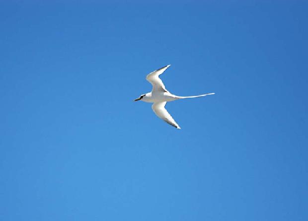 White-tailed Tropicbird