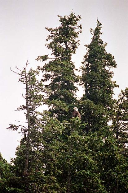 Bald Eagle
