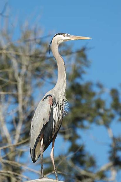 Great Blue Heron
