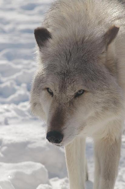 Timber Wolf