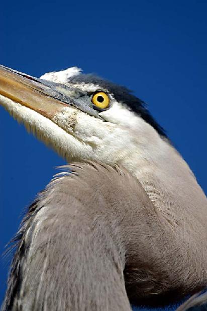 Great Blue Heron