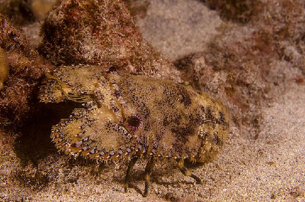 Slipper Lobster