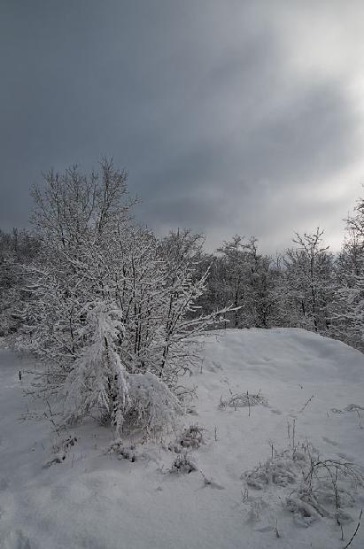 Winter Wooded Scene