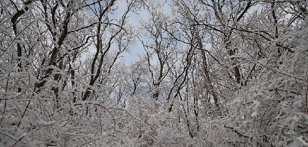 Winter Wooded Scene