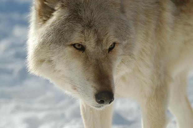 Timber Wolf