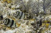 BANDED BUTTERFLYFISH