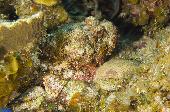 SPOTTED SCORPIONFISH
