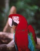 GREEN AND RED MACAW