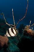 BANDED BUTTERFLYFISH