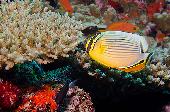 RED FIN BUTTERFLYFISH