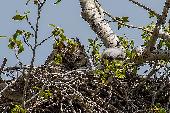 GREAT HORNED OWLS