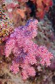 SOFT CORAL