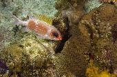 LONGSPINED SQUIRRELFISH