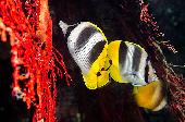 DOUBLE SADDLED BUTTERFLYFISH