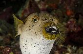 BLACKSPOTTED PUFFER