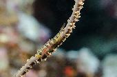 WIRE CORAL GOBY