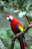RED MACAW