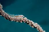 CORAL WHIP GOBY