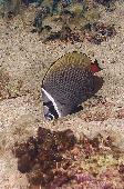 RED TAILED BUTTERFLYFISH