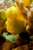 COMMERSON'S FROGFISH
