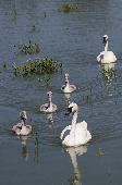 TRUMPETER SWAN FAMILY