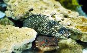 SPOTTED MORAY EEL & TOADFISH