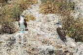 BLUE FOOTED BOOBYS