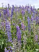 LUPINES