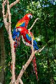 RED AND BLUE MACAW