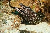 SPOTTED MORAY