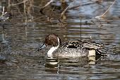 NORTHERN PINTAIL DUCK