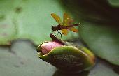 DRAGONFLY ON LILY
