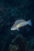 PRINCESS PARROT FISH