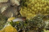 RED LIPPED BLENNY