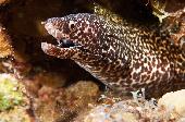 SPOTTED MORAY
