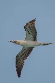 BLUE FOOTED BOOBY