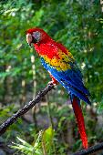 RED AND BLUE MACAW