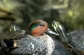 GREEN-WINGED TEAL