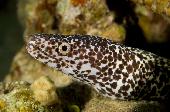 SPOTTED MORAY EEL