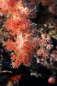 SOFT CORAL