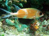 LONGSPINED SQUIRRELFISH