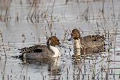 NORTHERN PINTAIL DUCK
