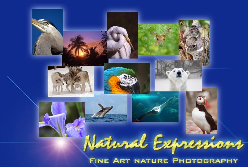 Natural Expressions Fine Art Nature Photography